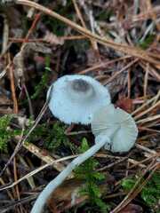 Leucocoprinus brebissonii