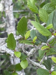 Cercocarpus minutiflorus