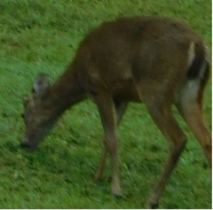Odocoileus virginianus
