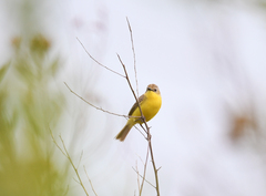 Pseudocolopteryx dinelliana