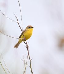 Pseudocolopteryx dinelliana