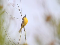 Pseudocolopteryx dinelliana