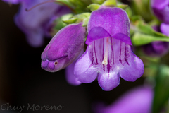 Penstemon gentianoides