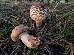 Chlorophyllum brunneum