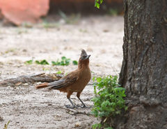 Pseudoseisura lophotes