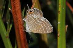 Theclinesthes onycha