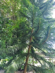 Eutacta