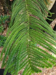 Eutacta