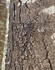 Austroaeschna parvistigma