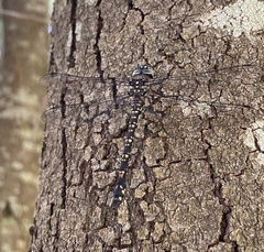Austroaeschna parvistigma