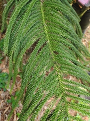 Eutacta