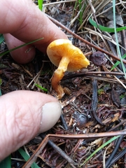 Gymnopilus penetrans
