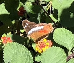 Anartia fatima colima
