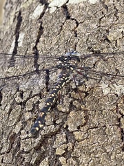 Austroaeschna parvistigma