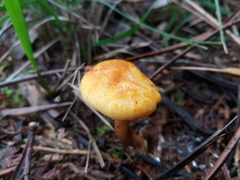 Gymnopilus penetrans