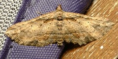 Chrysolarentia leucophanes