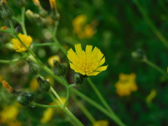 Pilosella piloselloides