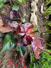 Anthurium andraeanum