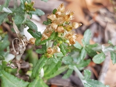 Gamochaeta americana