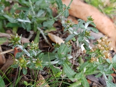 Gamochaeta americana