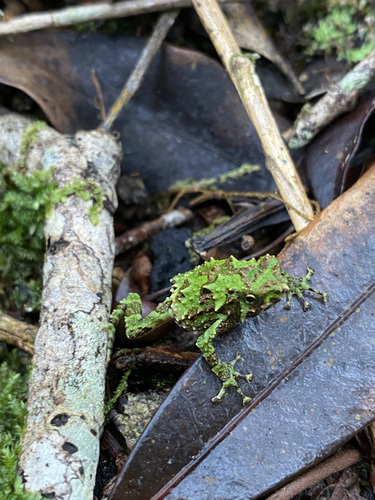 Scaphiophryne spinosa