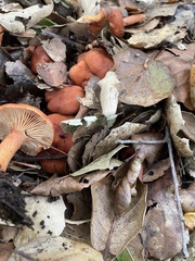 Lactarius rufulus