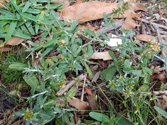 Gamochaeta americana