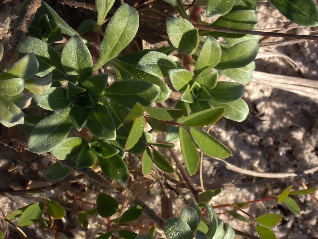 Seabeach Evening-primrose From Pinellas, Florida, United States On 