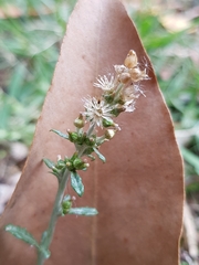 Gamochaeta americana