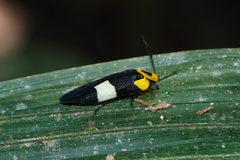 Eushelfordia pica