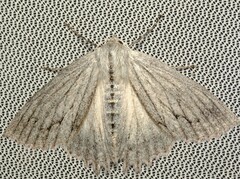 Paraterpna harrisoni