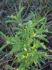 Lepidium virginicum