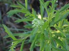 Lepidium virginicum