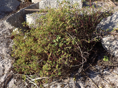 Euphorbia mesembryanthemifolia