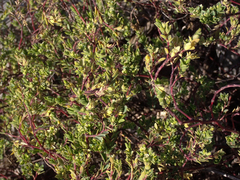 Euphorbia mesembryanthemifolia