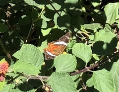 Anartia fatima colima