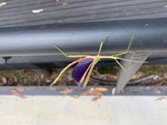 Didymuria violescens