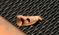 Acanthodela erythrosema