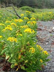 Senecio pseudoarnica