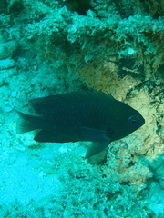 Pomacentrus microspilus