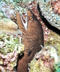 Gymnothorax miliaris
