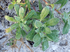 Oenothera humifusa