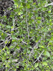 Cercocarpus minutiflorus