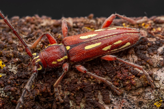Ambonus distinctus