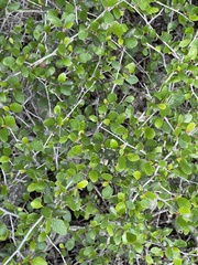 Cercocarpus minutiflorus
