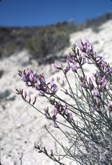 Astragalus toanus