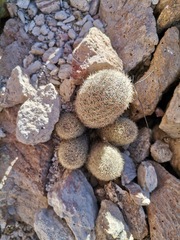 Escobaria chihuahuensis