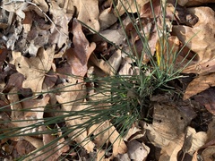Juncus patens