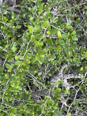 Cercocarpus minutiflorus