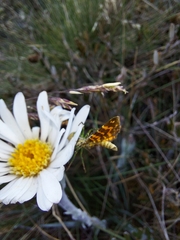Chrysolarentia